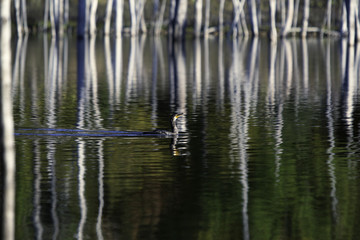Fototapeta na wymiar Dead trees reflected in water