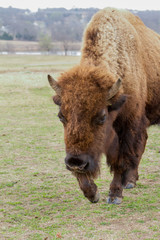 Fototapeta premium Buffalo 1