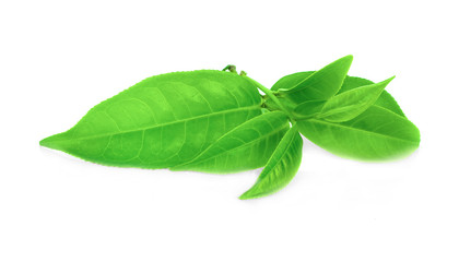 tea leaf isolated on white background