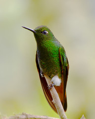 Emerald-Bellied Puffleg