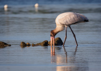 Young Wood Stork