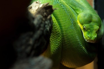 Macro Image of Green Python Coiled Around Branch