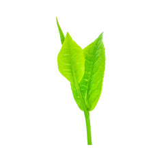 Obraz premium tea leaf isolated on white background