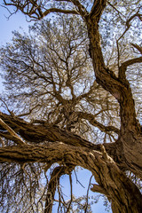 Alberi nel deserto