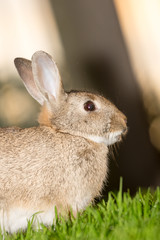 Rabbit close up vert