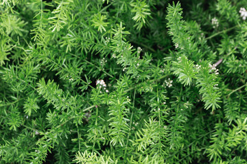 Small green tree for background