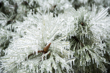 Frozen Pine