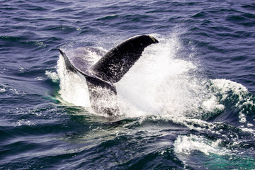 Naklejka premium Whale of a Tail