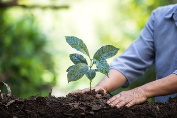 Plant a tree natural background Plant Coffee seedlings in nature green fresh