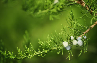 Juniper berries on a bush, natural background, selective focus