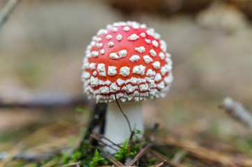 Toadstool mushroom detail in forest