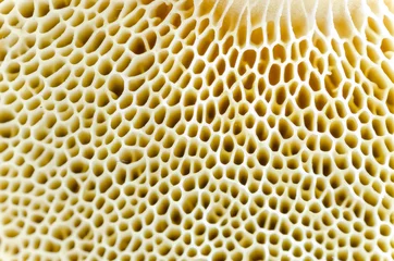 Printed roller blinds Macro photography Mushroom macro spawn detail