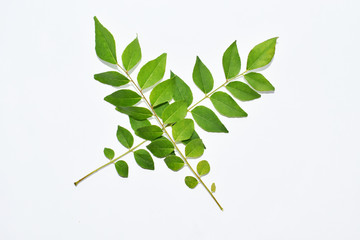 Bunch of curry leaves on white background isolated - obrazy, fototapety, plakaty