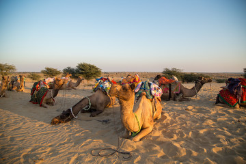 Fototapeta premium Sunset Camels