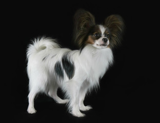 Beautiful young male dog Continental Toy Spaniel Papillon on black background