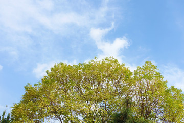 Tree with blue sky and white clouds in early autumn