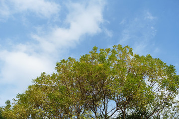 Tree with blue sky and white clouds in early autumn