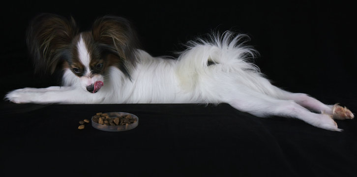 Beautiful young male dog Continental Toy Spaniel Papillon lickens at the sight of dry food on black background