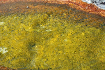 Colorful Geyser in Yellowstone