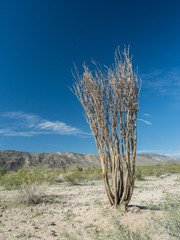 Ocotillo Patch in the Pinto Basin, Joshua Tree National Park