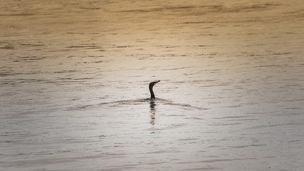 BIGUA