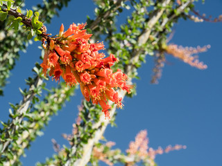 Ocotillo flowers, Ocotillo Patch in the Pinto Basin, Joshua Tree National Park