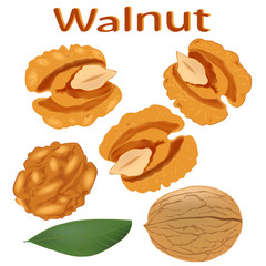Walnut isolated on white background. Icon of walnut. Vector illustration.