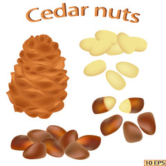 Cedar nuts isolated on white background. The icon of cedar nuts. Vector illustration.