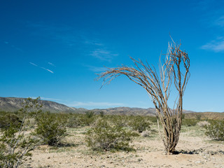 Ocotillo Patch in the Pinto Basin, Joshua Tree National Park