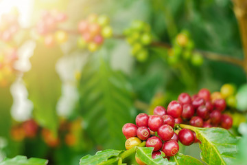 Close up of cherry coffee beans on the branch of coffee plant before harvesting