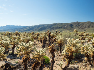 Cholla Cactus Garden in Joshua Tree National Park, California USA
