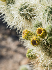 Close up of Cholla Cactus with yellow flowers in Joshua Tree National Park, California USA
