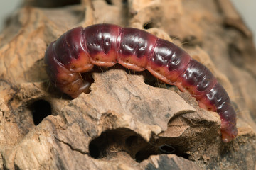 Goat moth, Cossus cossus larva about to crawl into wooden log
