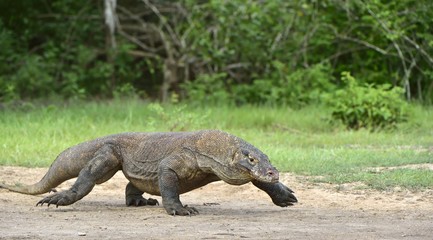 Walking Komodo dragon. Scientific name: Varanus komodoensis. 