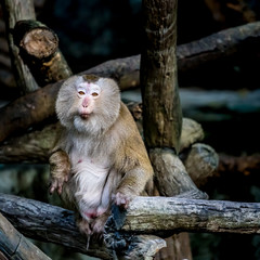 Old brown monkey