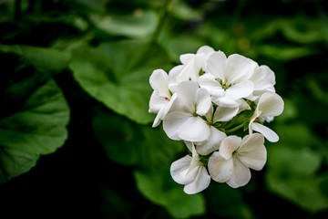 White hydrangea flowers