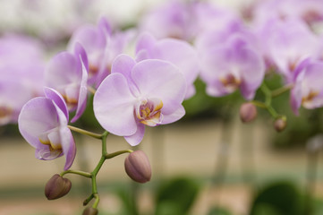 Fototapeta na wymiar butterfly orchid