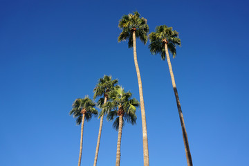 tropical palm trees under blue sky