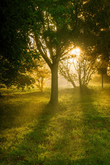 Fototapeta na wymiar trees with mist on an autumn morning