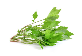 mugwort on white background