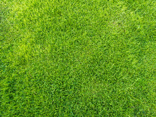 Fototapeta premium Grass field