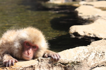 温泉に入浴中のニホンザル(snow monkey)