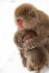 ニホンザルの親子(snow monkey)