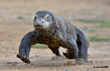 Komodo dragon in natural habitat. Scientific name: Varanus komodoensis. Natural background is Landscape of Island Rinca. Indonesia.