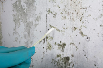 Person's Hand Holding Cotton Bud To Get Fungus Samples