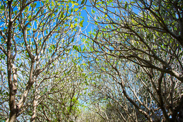 Branch trees background.