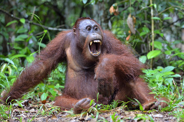 Orangutan with open mouth. Orangutan yawns, widely having opened a mouth and showing canines. Central Bornean orangutan ( Pongo pygmaeus wurmbii ) in natural habitat. Tropical Rainforest Borneo Island