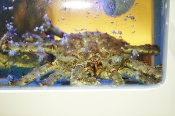 king crab