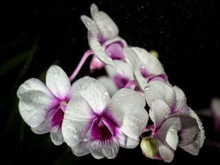 Fototapeta na wymiar Flower, Orchid Flower Blooming closeup