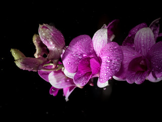 Flower, Orchid Flower Blooming closeup